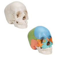 Anatomical Skull 22 Parts